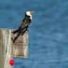 Kormoran cernobily - Microcarbo melanoleucos - Little Pied Cormorant o3560